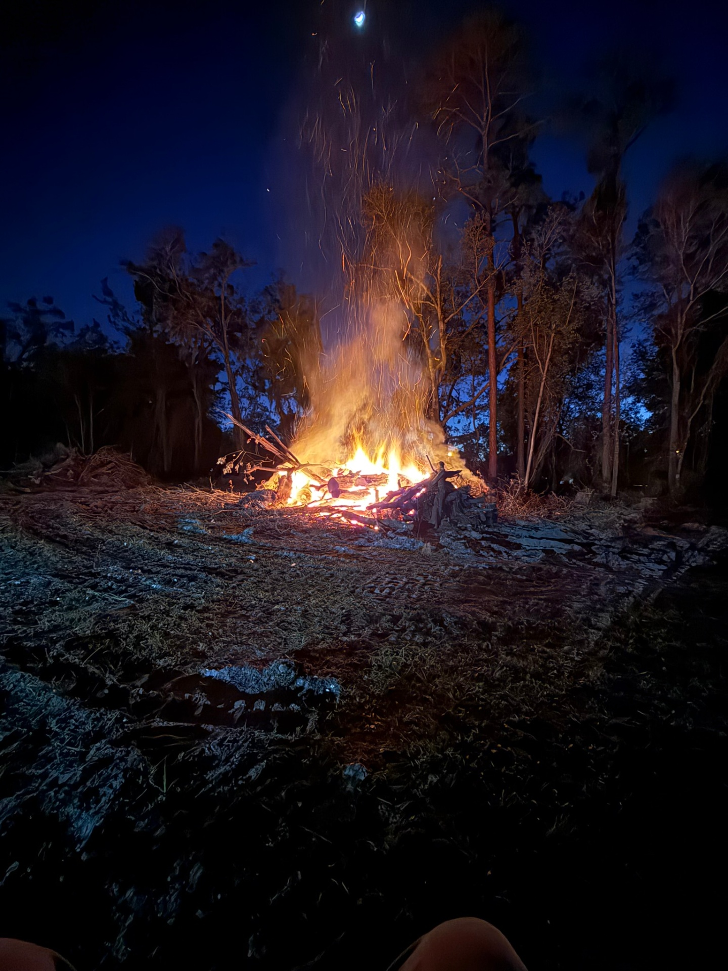 Florida property cleared by forestry mulching — sample 3