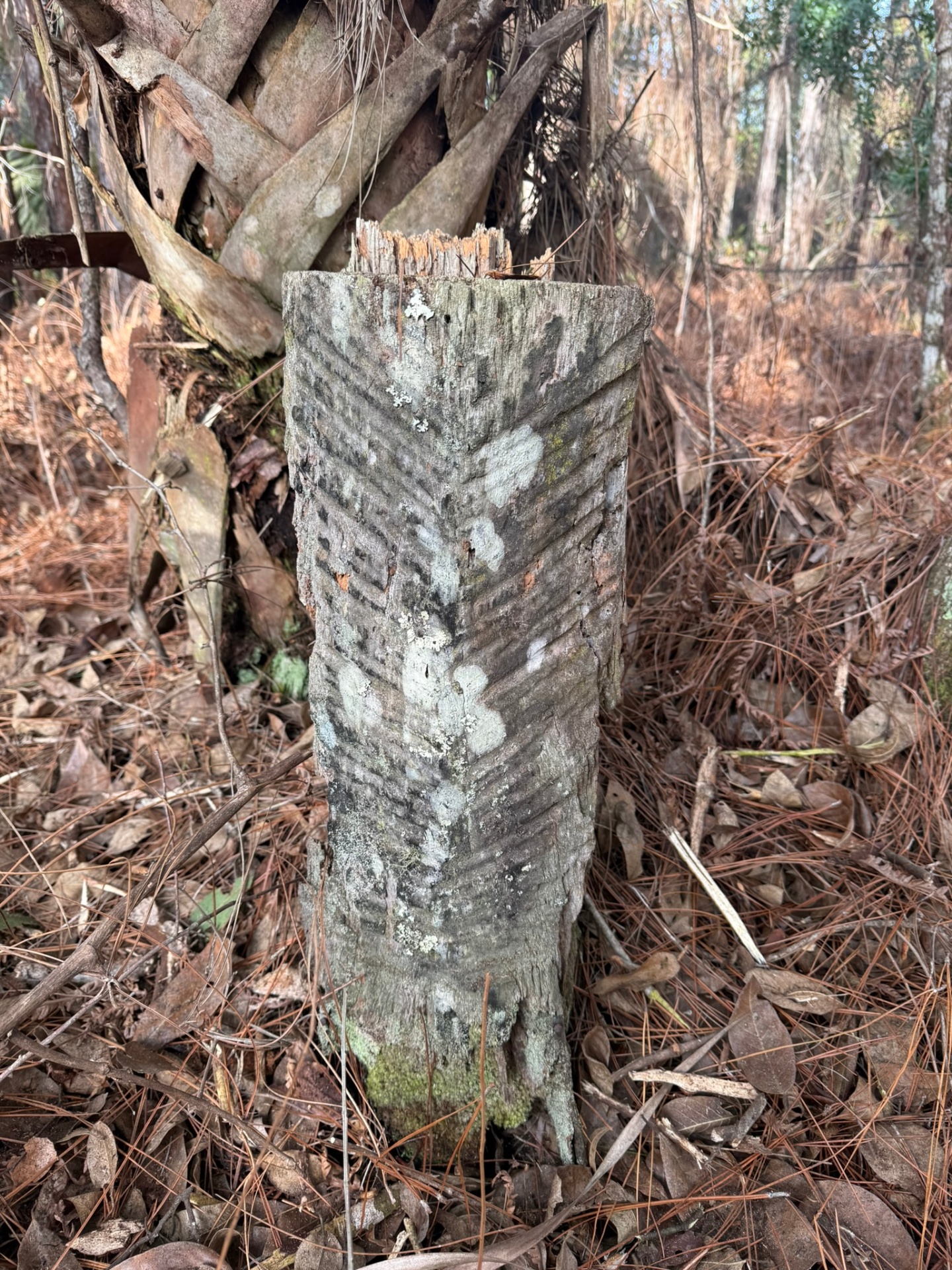 Florida property cleared by forestry mulching — sample 7