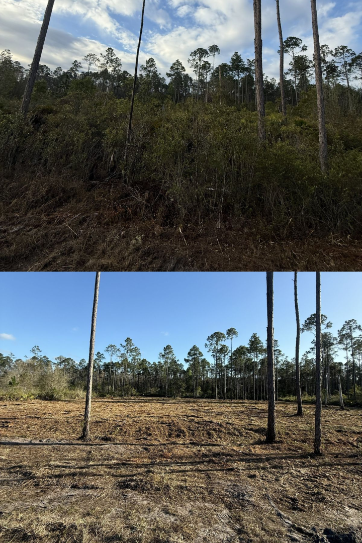 Before and after forestry mulching project 2