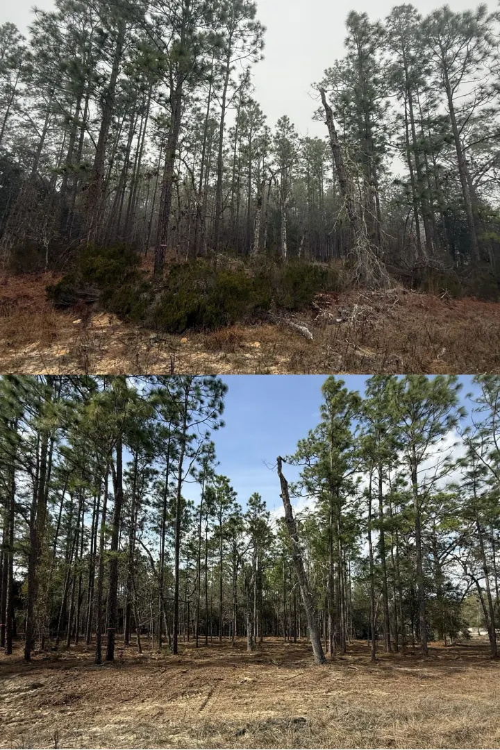 Before and after forestry mulching project 4