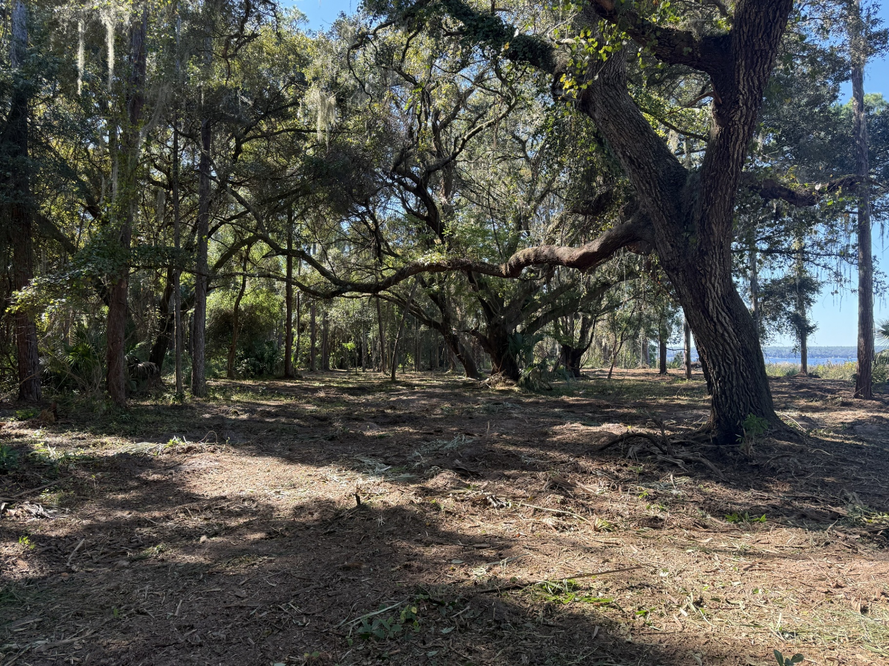 Owens Ltd forestry mulching